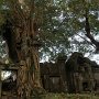 Temple_l_arbre_et_la_pierre_1754