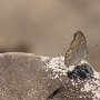 Temple_papillon_7076